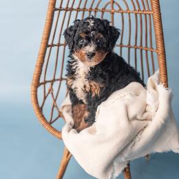 Genevieve - Tri-color female Bernedoodle puppy in Lititz, Pennsylvania from Sleepy Hollow Acres