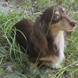 Stormy - Dachshund