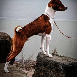 Basenji and Rhodesian Ridgeback All Grown Up from Lia Faille Basenji & Rhodesian Ridgebacks