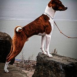 Basenji and Rhodesian Ridgeback All Grown Up from Lia Faille Basenji & Rhodesian Ridgebacks