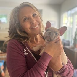 French Bulldog Puppies from Wrinkle Boss FrenchBulldogs