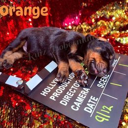 Orange - Black and rust male Doberman Pinscher puppy in Louisville, Kentucky from Ruiz Dobermans