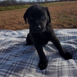 Labradoodle, Labrador Retriever, and Sheepadoodle Puppies from Millies Kennel