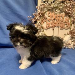 Mi-Ki Puppies from Little Angels Mi-Kis