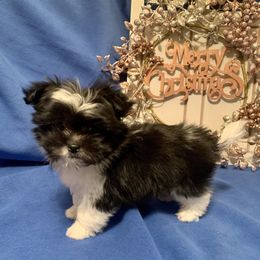 Mi-Ki Puppies from Little Angels Mi-Kis