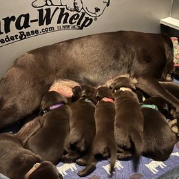 Labrador Retriever Puppies from Naomi's Labrador Retrievers