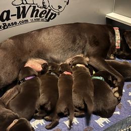 Labrador Retriever Puppies from Naomi's Labrador Retrievers