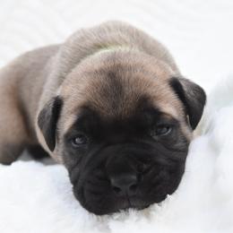 Mint - Fawn male Bullmastiff puppy in Chickasha, Oklahoma from Rustic Lace