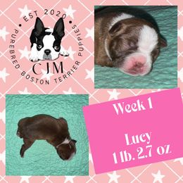 Aster - Red female Boston Terrier puppy in Jupiter, Florida from CJM Boston and Boxer Puppies