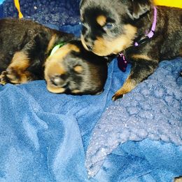 Rottweiler Puppies from Von Haus of Pearl
