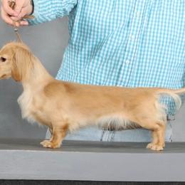 Dachshunds from Ambers Farm and Orchard