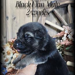 Canyon - Black and tan male German Shepherd puppy in Sequim, Washington from German Shepherd Haus