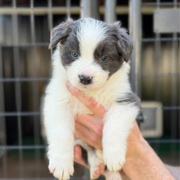Rogue - Blue male Border Collie puppy in Kalispell, Montana from North Fork Border Collies