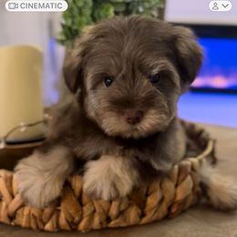 Max - Liver male Miniature Schnauzer puppy in Orange City, Florida from Xaysha’s Miniature Schnauzers