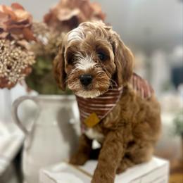 Black - Red male Cavapoo puppy in Ephrata, Washington from Gingers Cavapoo’s
