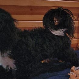 Havanese from Darrtfarms