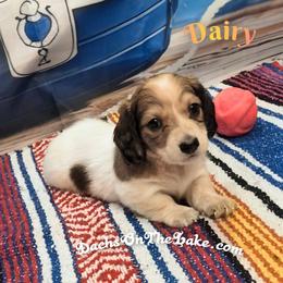 Dairy - Piebald female Dachshund puppy in Grove, Oklahoma from Dachs on the lake