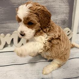 Charming - Red  male Goldendoodle puppy in Bradenton, Florida from Christianna’s Mini Goldendoodles
