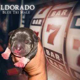El Dorado - Blue tri-color male American Bully puppy in Orlinda, Tennessee from SimplyBullies