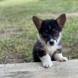 Charlie - Black and tan male Pembroke Welsh Corgi puppy in Morton, Mississippi from Southern Magnolia Corgis