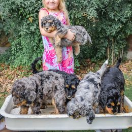 Bernedoodle Puppies from Aloha Bernedoodles of Austin