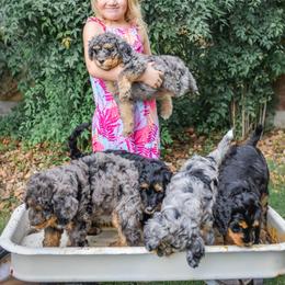 Bernedoodle Puppies from Aloha Bernedoodles of Austin