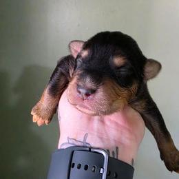 Boy 7 - Black tri-color male Australian Shepherd puppy in London, Kentucky from Kenmont Kennels