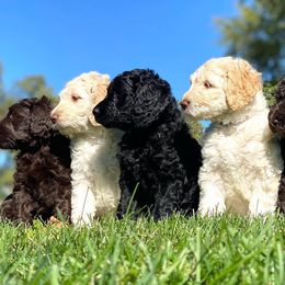Labradoodle Puppies from Lots of Loving Doodles