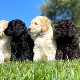 Labradoodle Puppies from Lots of Loving Doodles