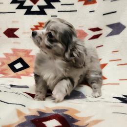 Ivy - Merle female Chihuahua puppy in Chesapeake, Virginia from Elsbeth's Chihuahuas