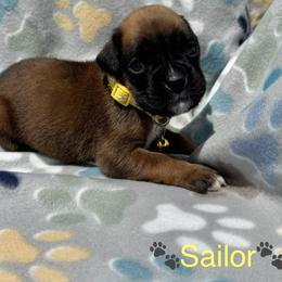 Sailor - Fawn female Boxer puppy in Cicero, New York from MK Boxer Haven of CNY