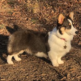 Sonata - Pembroke Welsh Corgi