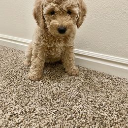 Bernedoodle and Labradoodle Puppies from Royal Doodles