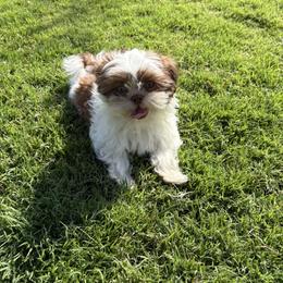 Shih Tzu Puppies from Imperial Paws by K&M