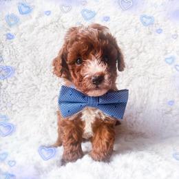 Mocha - Red  male Poodle puppy in Kissimmee, Florida from Poodle Doodle Kennels
