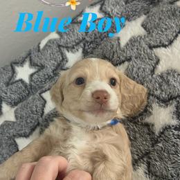 Blue boy - Cream male Dachshund puppy in Kissimmee, Florida from Dazzling Frenchies and Doxies