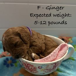 Ginger - Red male Cavapoo puppy in Cedar City, Nevada from Puppy Maker