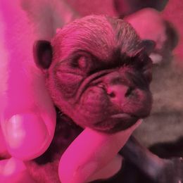 Girl 3 - Fawn female Pug puppy in Fitzwilliam, New Hampshire from Kayla's Pugs