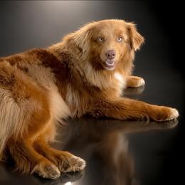 Everlee - Red merle female Australian Shepherd puppy in Fultonville, New York from Sandy Aussies & Pomeranians