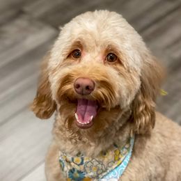 Nala - Australian Labradoodle