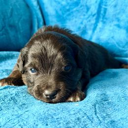 Green collar - Black tri male Miniature Australian Shepherd puppy in 32046, Florida from River Hill Ranch