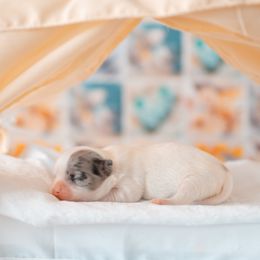 Chihuahua Puppies from Arizona Adventure Chihuahuas