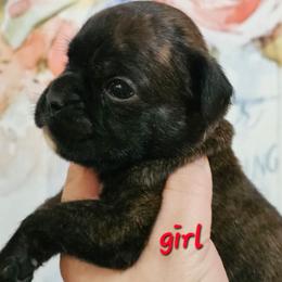Red - Brindle female Boxer puppy in Johnson City, Tennessee from Seven Kingdom Boxers