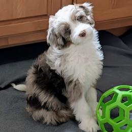 Loki - Red merle male Aussiedoodle puppy in New Durham, New Hampshire from Ridgeview Aussiedoodles