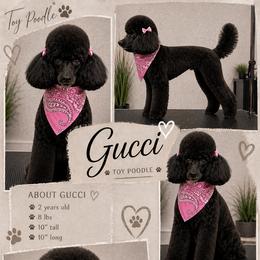 Gucci - Poodle