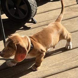 Dachshund Puppies from Witchy Woman’s Wiener’s