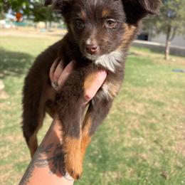 Love - Red tri female Toy Australian Shepherd puppy in Carlsbad, New Mexico from Carlsbad Toy Aussies