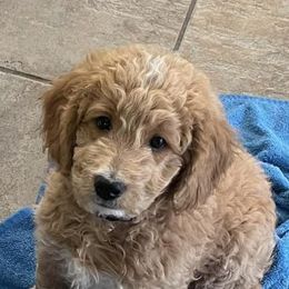 Goldendoodles from Dogs Delight