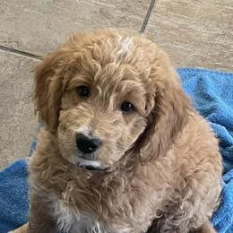 Goldendoodles from Dogs Delight