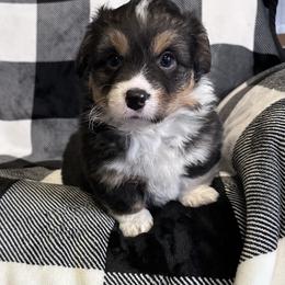 American Corgi Puppies from Piney Woods Corgis
